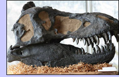 dino's head