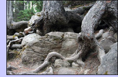 Tree Roots
